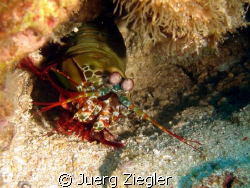 Mantis Hammershrimp watching you - this is my favorite sh... by Juerg Ziegler 